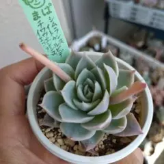 ルシ (購入はまずコメント下さい)様 リクエスト 2点 まとめ商品