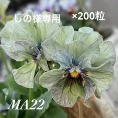 しの様専用.*・゜　.゜・*.のサムネイル