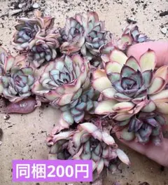 えのき茸様 リクエスト 3点 まとめ商品