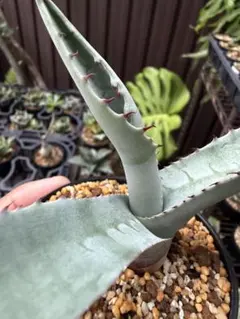 アガベ パリー パリー錦 子株 吉祥天錦 ラッキーストライプ - メルカリ