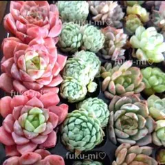 多肉植物　エケベリア★ミックスおまかせ10苗セット
