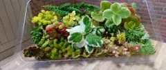 多肉植物 セダム カット苗セット（2）