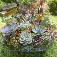 ＊多肉植物⭐️そのまま飾れる寄せ植え＊
