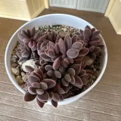 おかちゃん様 リクエスト 2点 まとめ商品➕アレグラ