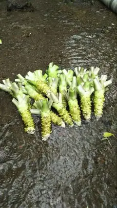 むぎ様専用ページ