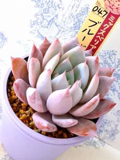 2026年最新】ブルーバニラ 多肉の人気アイテム - メルカリ