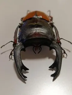 ハワイハネナシクワガタ Apterocyclus 標本 昆虫標本 - メルカリ