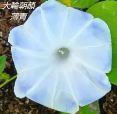 ataka101様 リクエスト 2点 まとめ商品