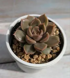 ブルーオリオン×トバレンシス☆実生苗☆交配苗☆多肉植物☆エケベリア