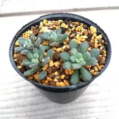 K☺︎HAKU様 リクエスト 2点 まとめ商品