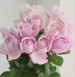 バラ苗 薔薇 挿し木苗 切花品種 チェ〇ー**** カップ咲 発根済のサムネイル