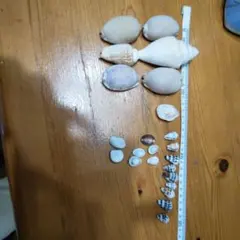 貝殻 22個セット ハンドメイド素材