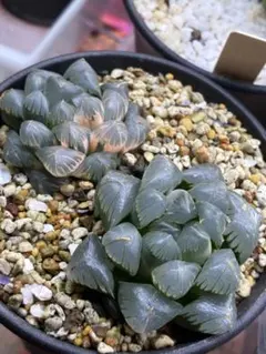 多肉植物　ハオルチア　氷灯オブツーサ錦　2本のサムネイル