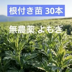 2026年最新】よもぎ苗の人気アイテム - メルカリ