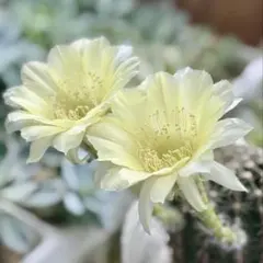 mayub様 リクエスト 2点 まとめ商品