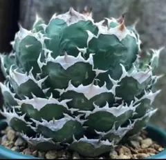 2025年最新】アガベ 白鯨 大株の人気アイテム - メルカリ