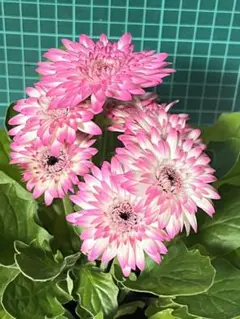 えむ様 リクエスト 3点 まとめ商品