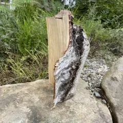 白樺の置物？