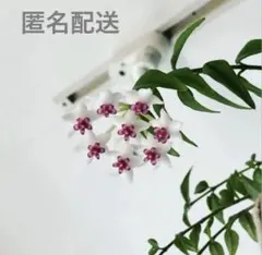 ホヤベラ　セブンスター　抜き苗　Oのサムネイル