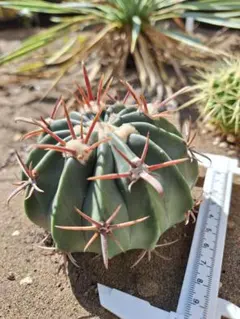 2025年最新】綾波 サボテンの人気アイテム - メルカリ