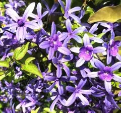 チュチュママ様 リクエスト 2点 まとめ商品