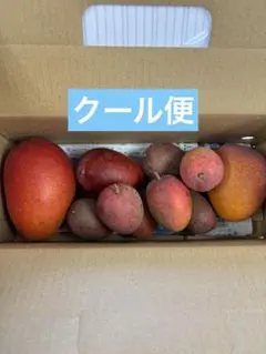 クール便 宮古島産完熟マンゴーとミニマンゴー詰め合わせ1.1kgのサムネイル