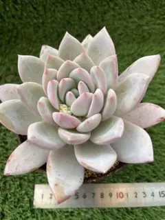 kuna koi様 リクエスト 3点 まとめ商品