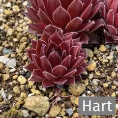 多肉植物 抜き苗 センペルビウム ❣️レッドローズ 子株沢山 83 - メルカリ