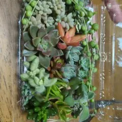 多肉植物寄せ植えセット15種類入ってます