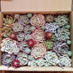 〘多肉植物〙カット苗セット大③　たっぷり詰め合わせ　宅急便コンパクト便送料込み