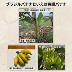 100本結実、150cm開花照準◇とにかく甘い、台湾バナナ＝超低木鉢可