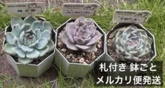2026年最新】ファームパルクさん苗の人気アイテム - メルカリ