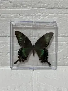 2026年最新】蝶標本の人気アイテム - メルカリ