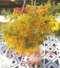パールアカシア　ミモザ　フレッシュ　70サイズ