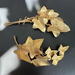 極稀少】Eriosyce zorillaensis KP-2180 - メルカリ