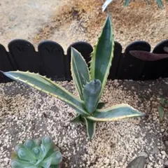 アガベ　フェロックス錦　トニーズタイガー 大株 アガベ フェロックス錦 Agave salmiana var.ferox 'variegata