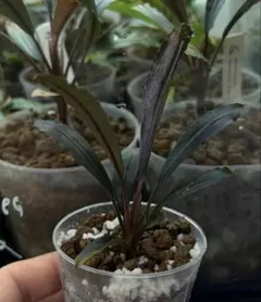 陰性水草 Bucephalandra motleyana Miri産 親株2芽 - メルカリ
