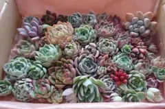 L 多肉植物詰め合わせ