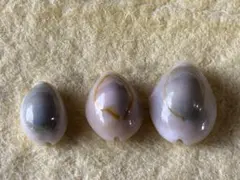 タカラガイ　3個セット