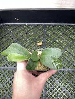 ビカクシダ 欲張り3点セット ③ 早いもの勝ちですぞ(^^) - メルカリ