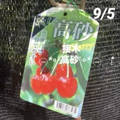 本日お昼過ぎまでの限定出品 山形県産 さくらんぼ やまがた紅王3L 1kg