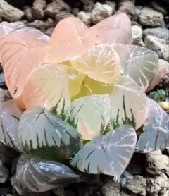 澄*香様 多肉植物　ハオルチア　虹オブツーサ錦　鮮明錦