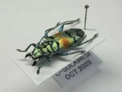 2026年最新】ホウセキカミキリの人気アイテム - メルカリ