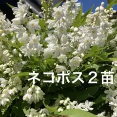 あつもい様 リクエスト 2点 まとめ商品