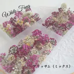 アリッサム✡ドライフラワー◆専用ケース付き