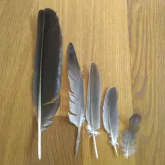 鳥の羽 野鳥のはね