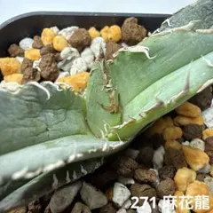 2026年最新】麻花龍の人気アイテム - メルカリ