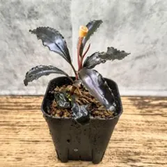 Bucephalandra sp.\