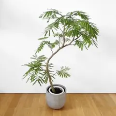 大型 エバーフレッシュ 曲がり仕立て 9号 陶器鉢 植え込み発送 - メルカリ