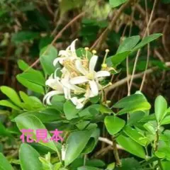 ギンバイカ 挿し木苗 抜き苗 F - メルカリ